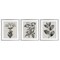 Stupell Industries Classic Natural Botanicals 3pc Framed Print Under Glass Set, design by Karen Smith